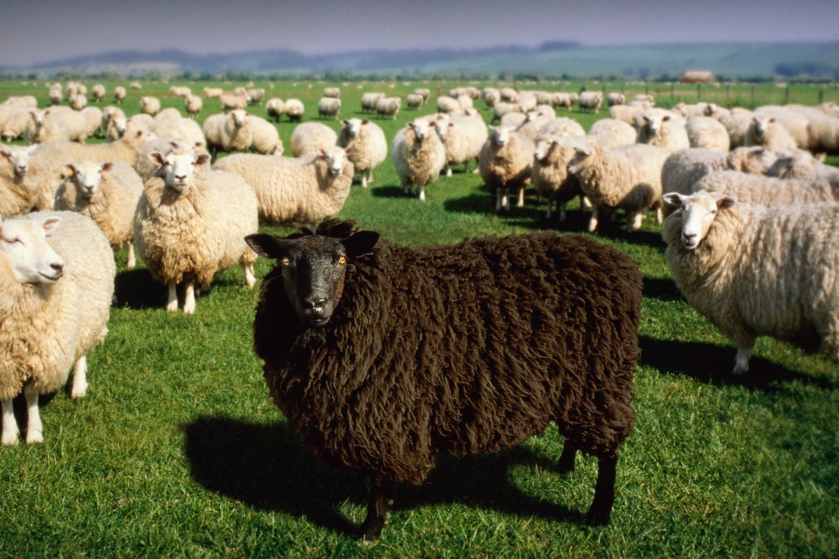 DNA de ovelha revela como a peste se espalhou na Idade do Bronze