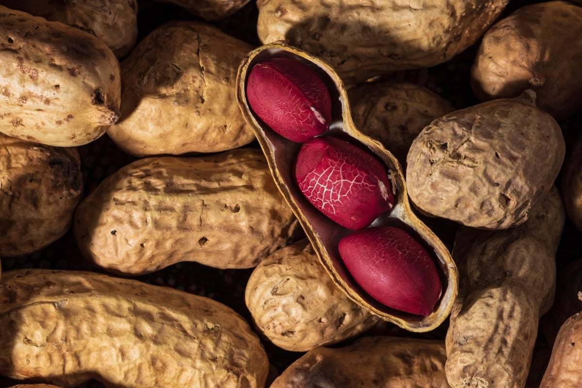 Comer amendoim pode melhorar a saúde do cérebro após os 60, diz estudo