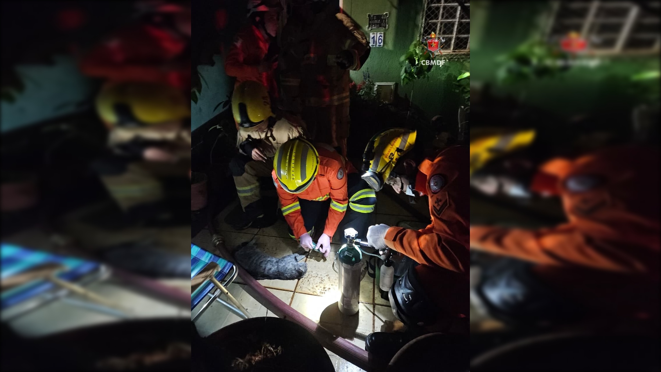 Gatinho morre após incêndio atingir casa no Guará II