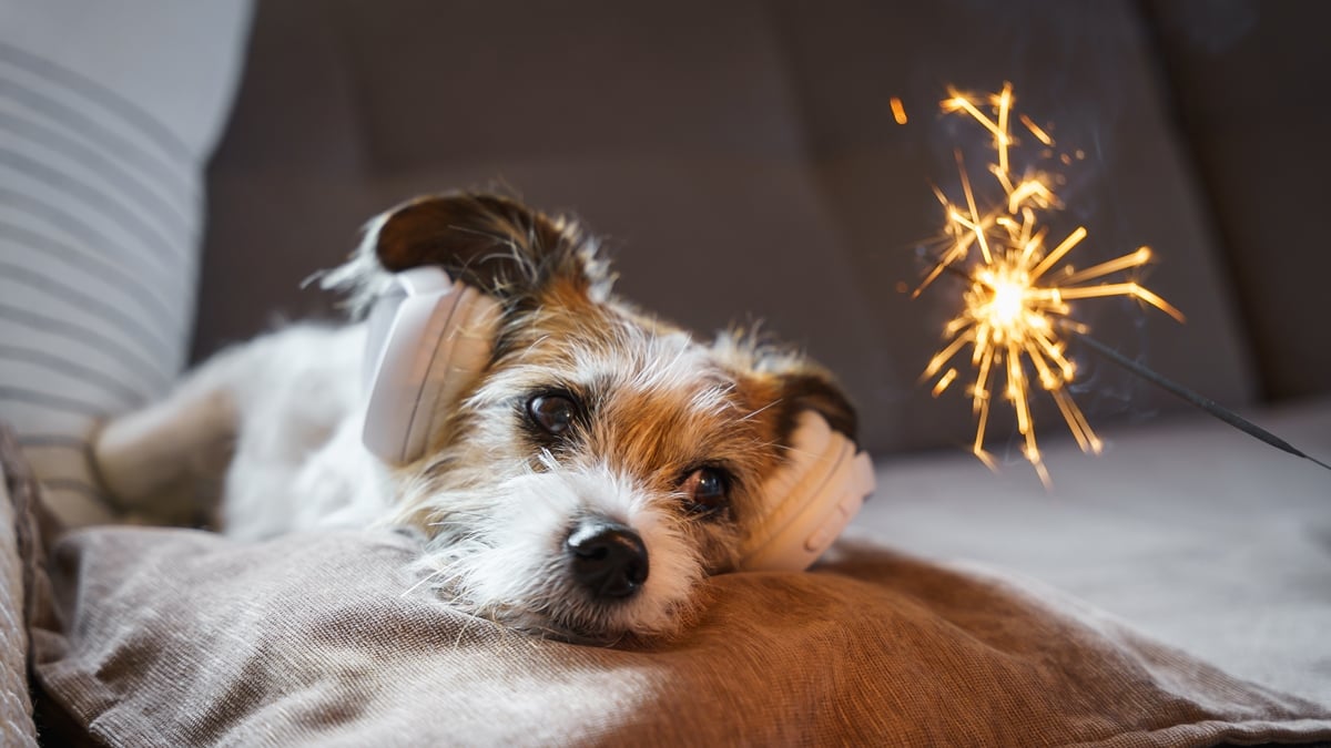 A cada 10 pets, 8 têm medo de fogos: veterinário dá dicas de prevenção