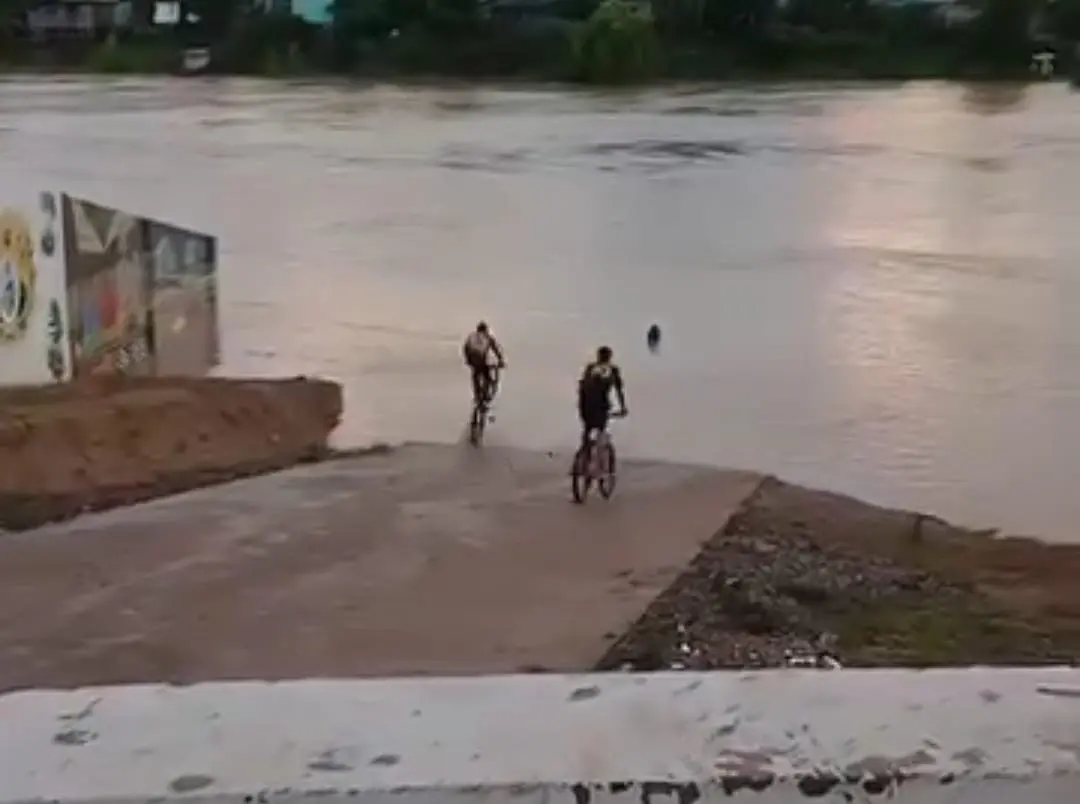Em plena enchente, jovens pulam no Rio Iaco de bicicleta em Sena Madureira