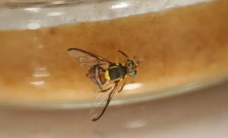 Ministério da Agricultura impõe quarentena em três municípios do AM após detecção de praga