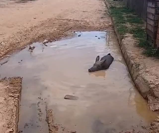 Porco é flagrado tomando banho em buraco com água e cena chama atenção no interior do Acre