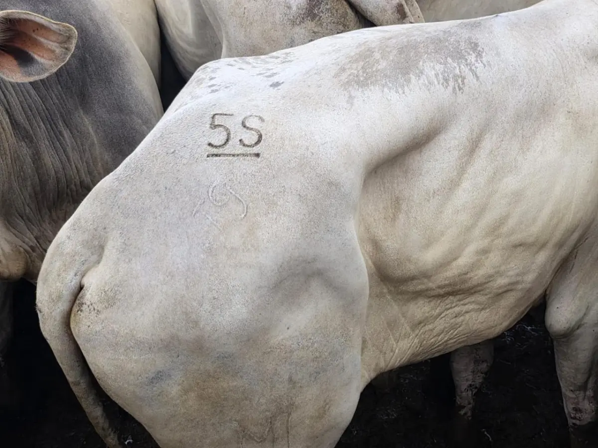 Sefaz flagra tentativa de fraude no transporte de gado na Tucandeira