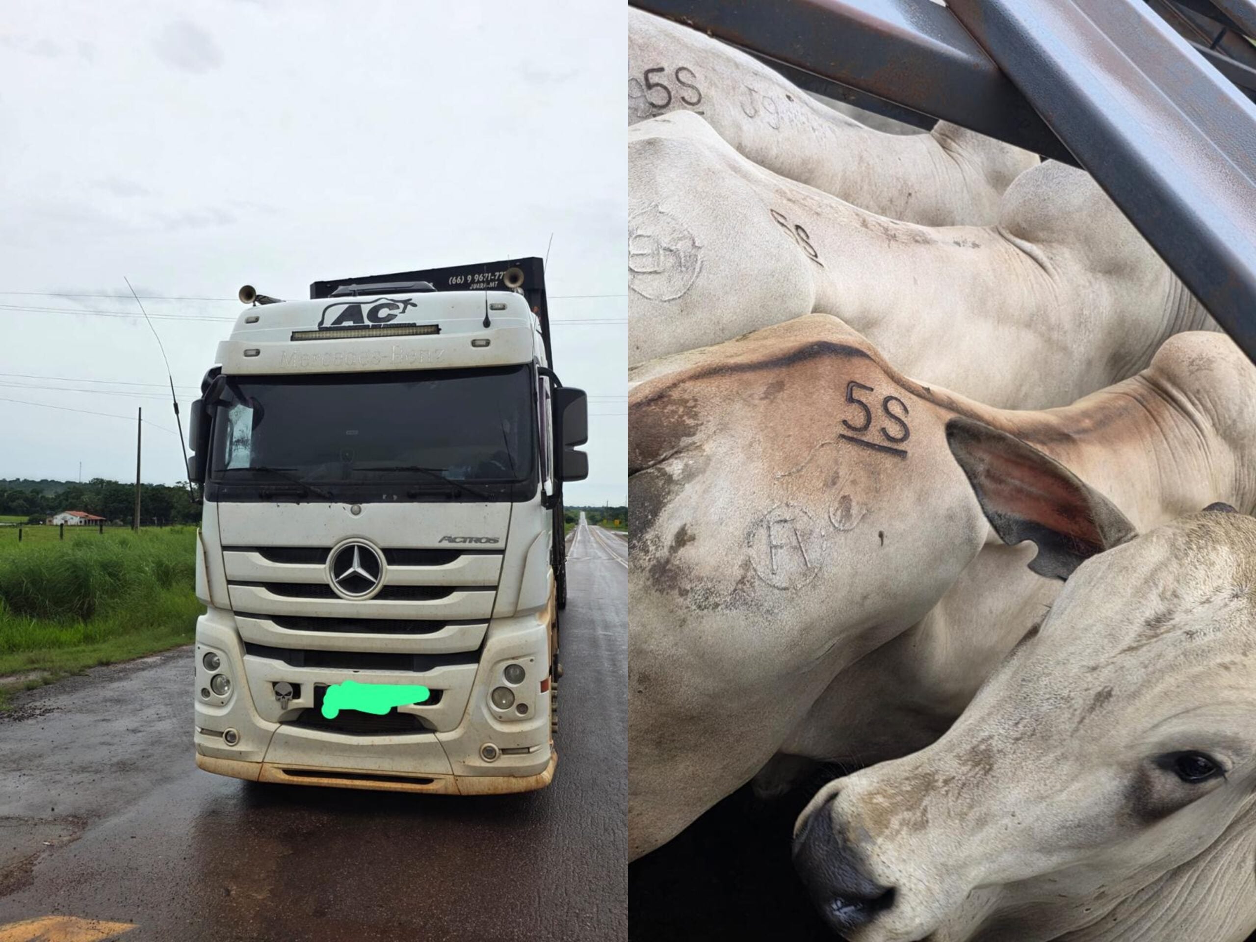 Sefaz flagra transporte de gado do Acre com documentação irregular e motorista é preso