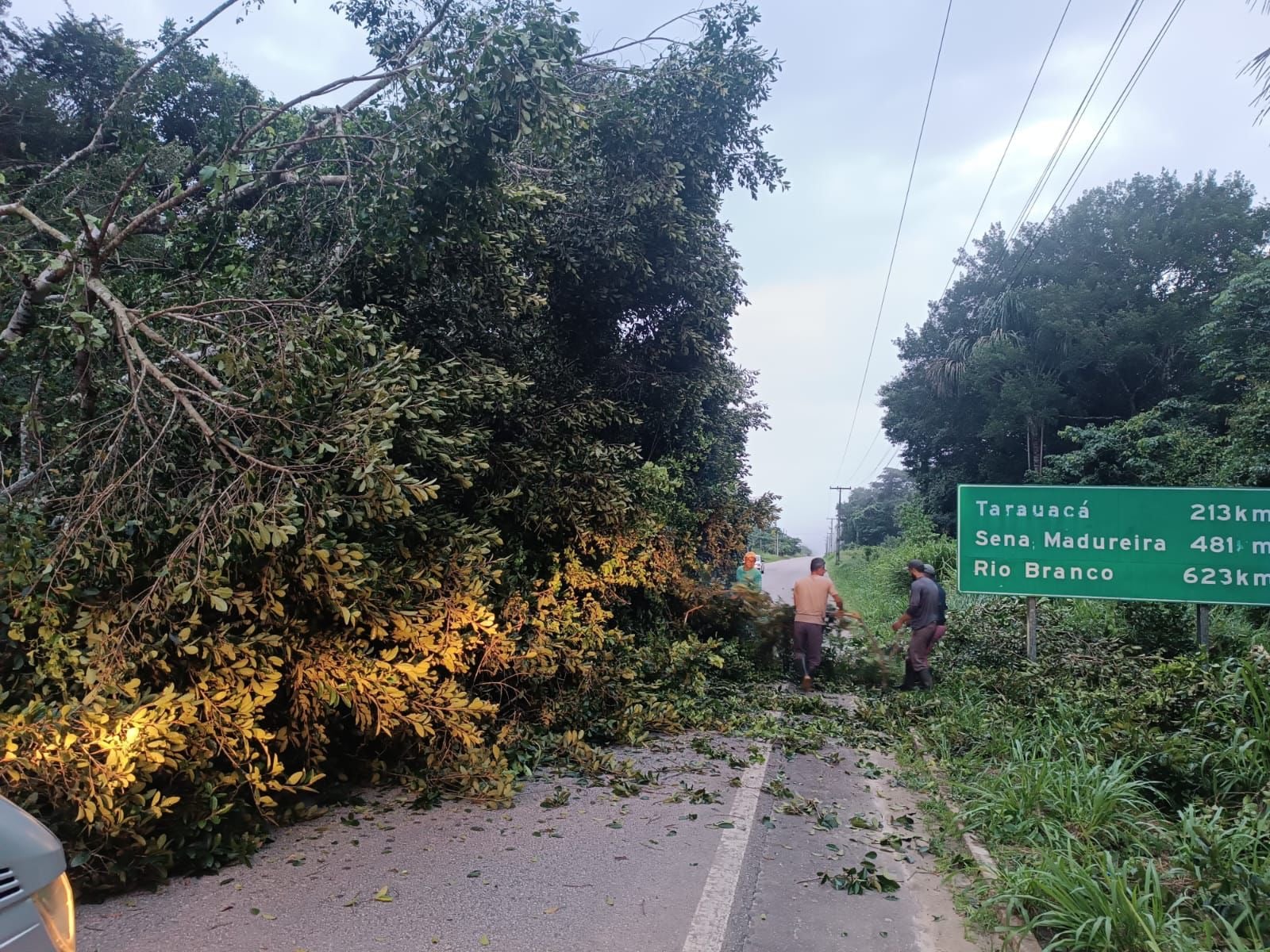 Queda de árvore interdita parcialmente a BR-364 próximo a balsa de Rodrigues Alves