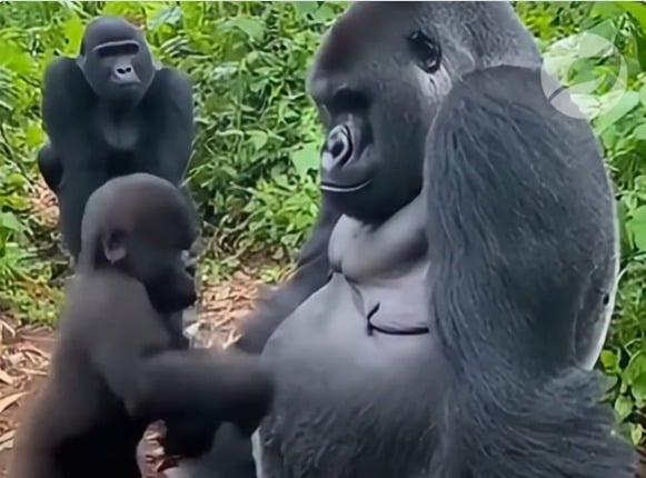 Gorilinha provoca o pai, mas é a mãe quem dá a última palavra na proteção do filhote