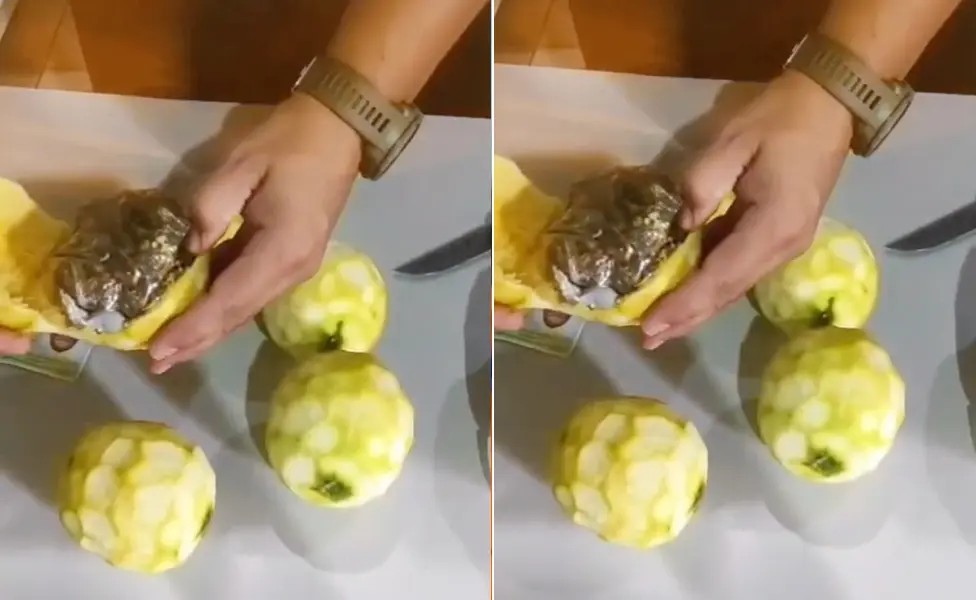 Cinco mulheres são presas ao tentar entrar com drogas escondidas em laranjas no presídio de Rio Branco