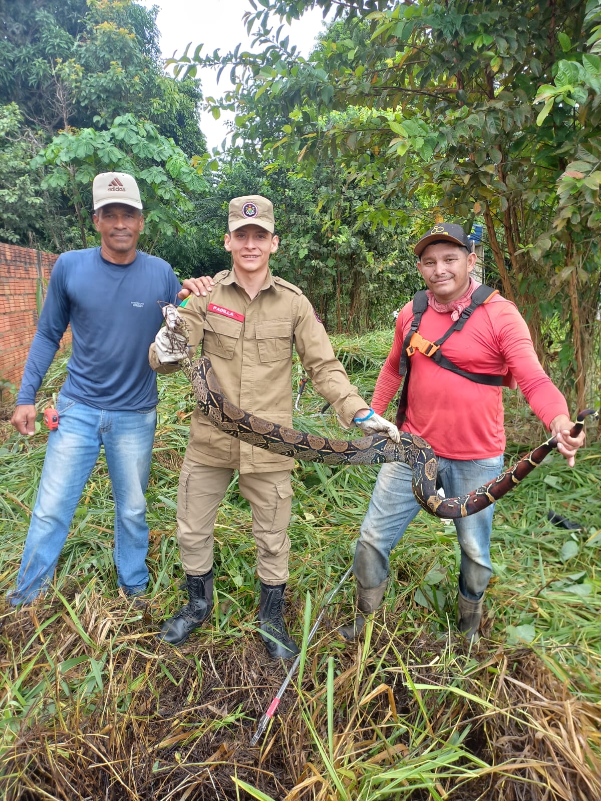 Jiboia de mais de 2 metros é capturada em quintal no interior do Acre