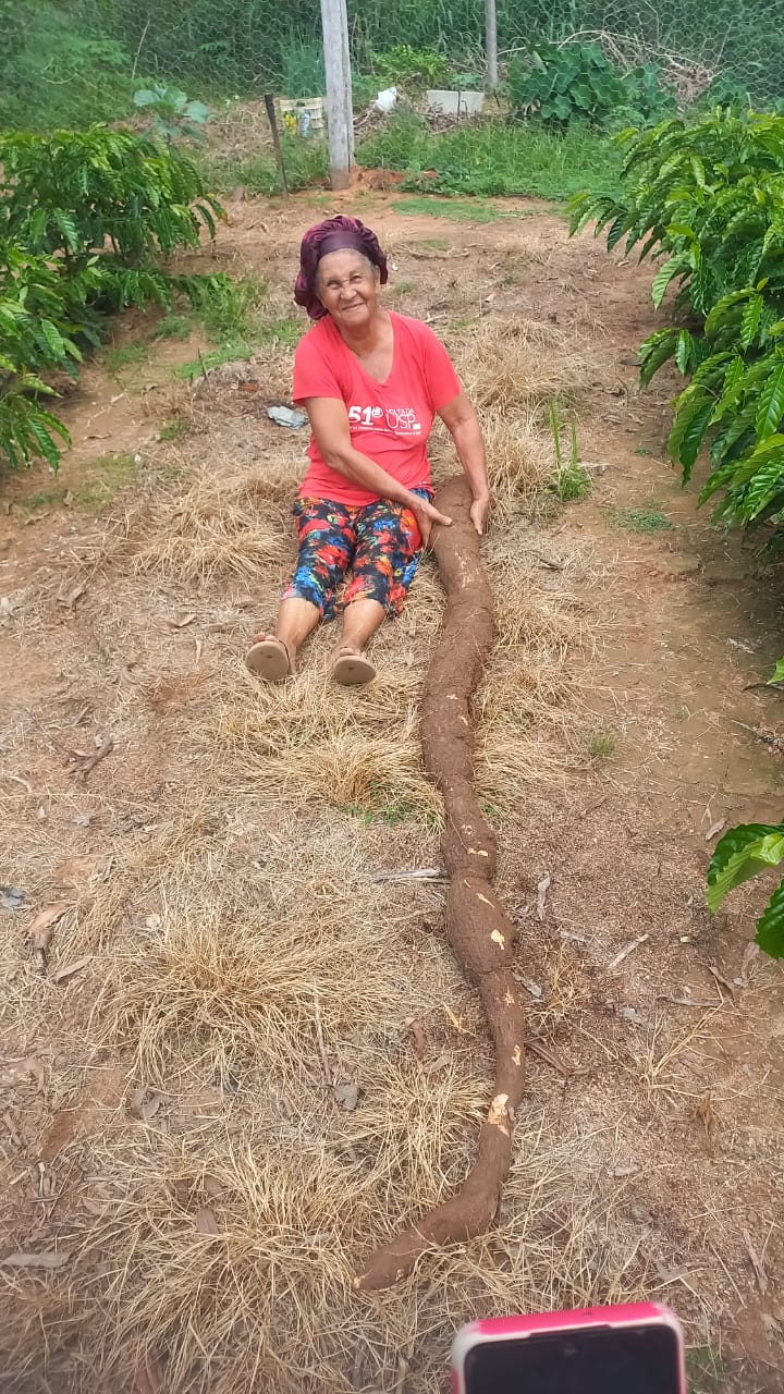 Moradora do interior do Acre chama atenção ao colher mandioca de mais de 2 metros