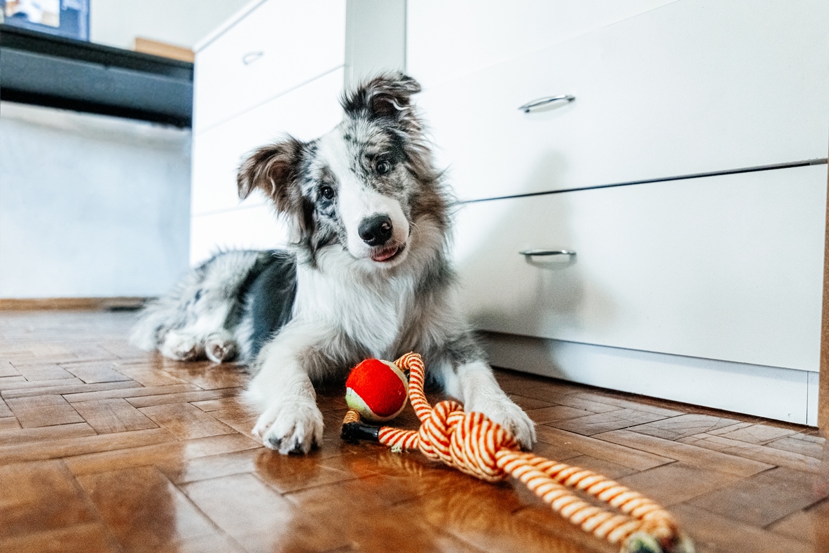Lei prevê multa para quem viaja e deixa o pet sozinho em casa