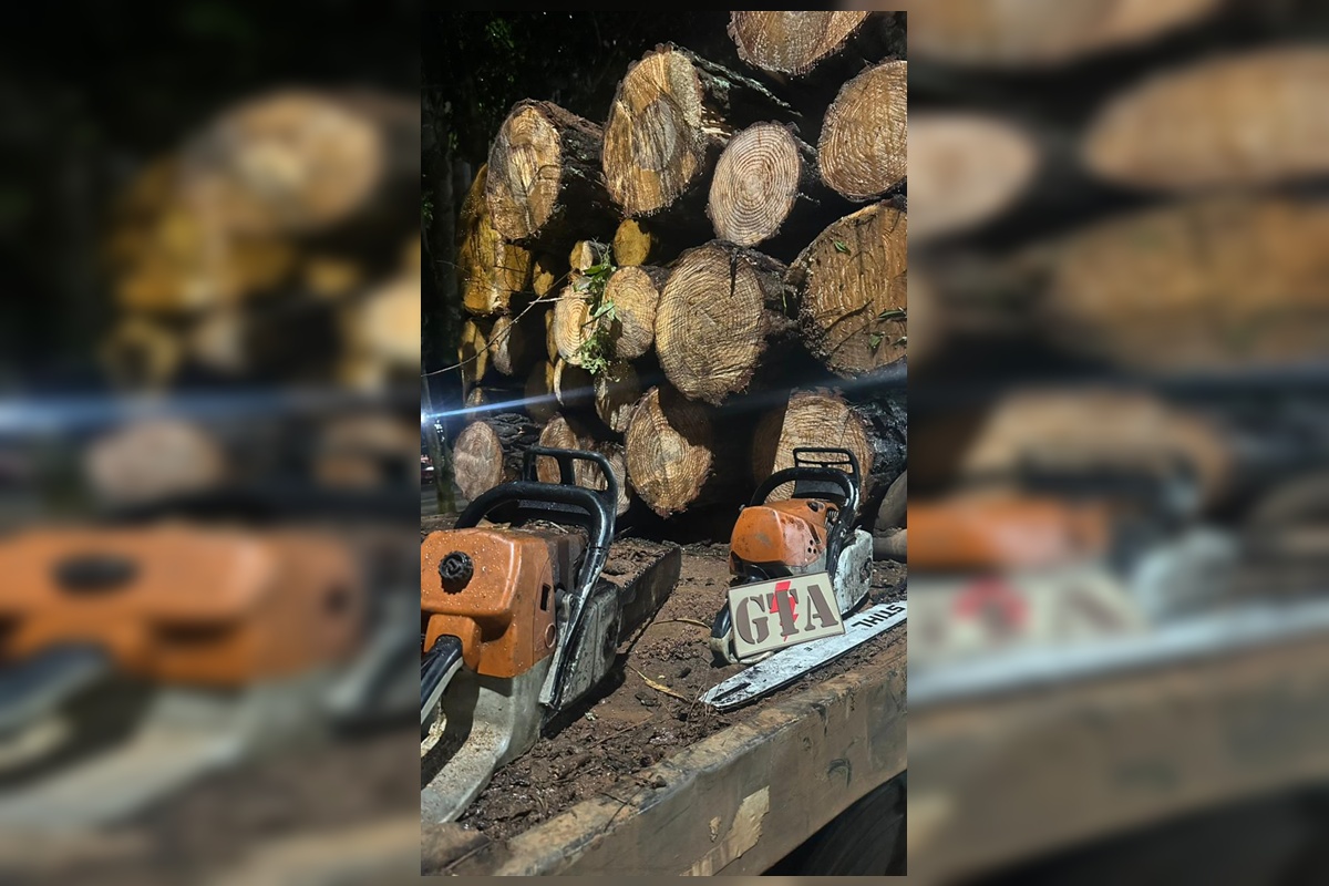 Motorista sem CNH é preso ao transportar madeira ilegal no DF