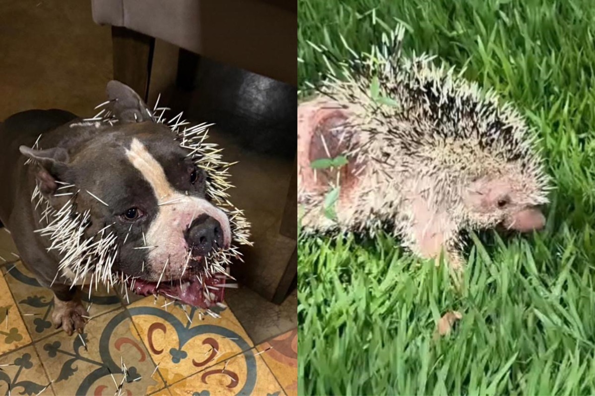 Cachorro fica ferido após ataque de ouriço-cacheiro em Uberlândia