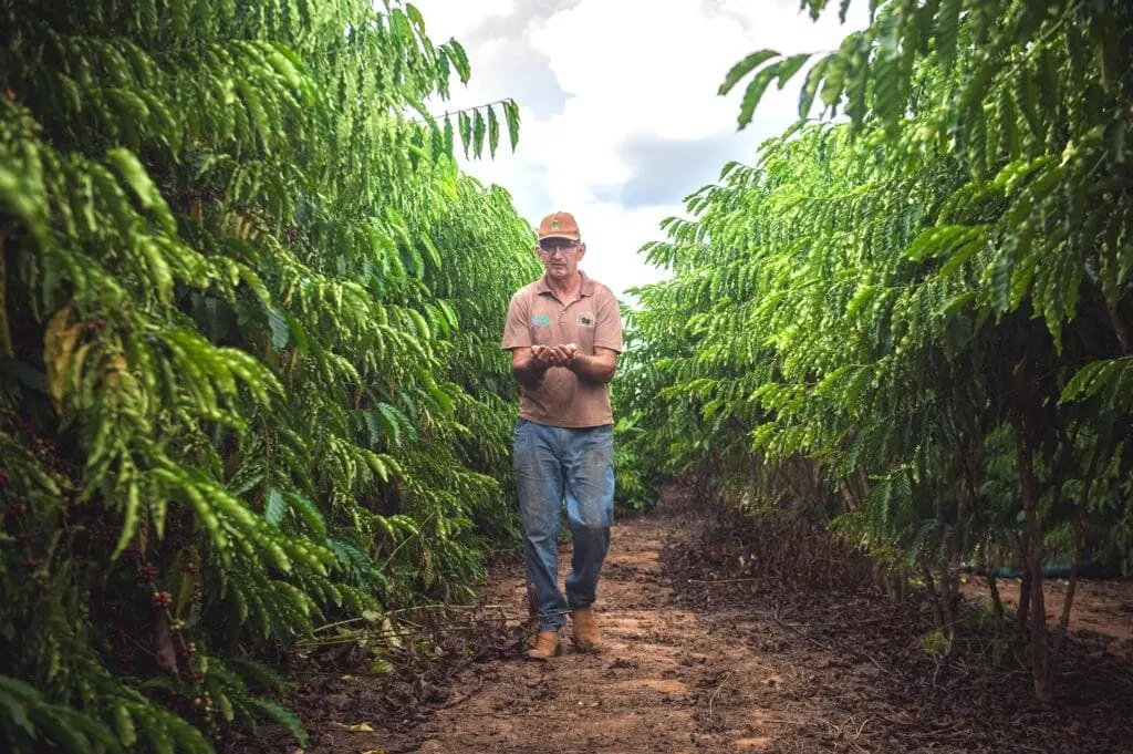 Produção de café sobe 115,4% e VBP atinge R$ 139,6 milhões no Acre