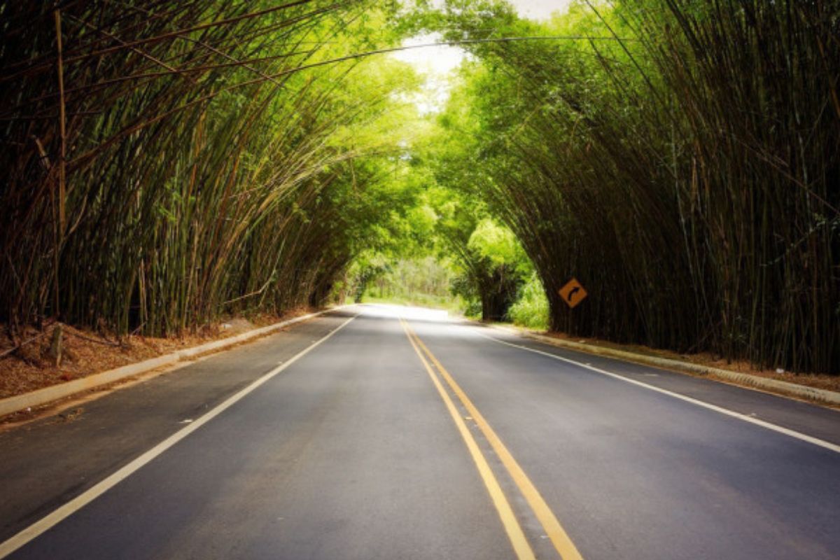 Túnel natural de bambu atrai turistas para o interior de São Paulo