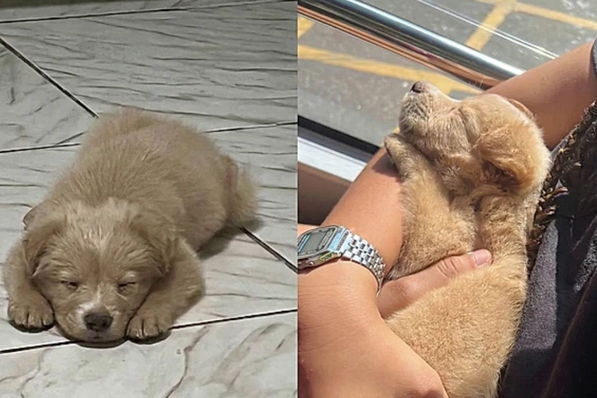 Família adota filhote achando ser golden retriever, mas pet surpreende