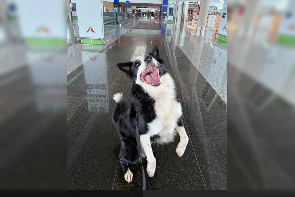 Conheça Max, border collie que vai combater o tráfico no Aeroporto JK