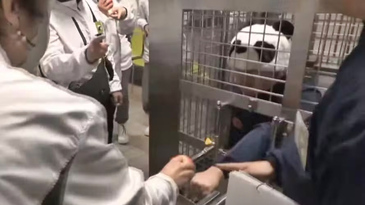 Adeus pandas, olá humanos: a atração mais inusitada de parque no Japão