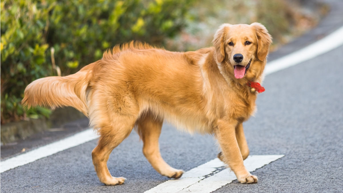 Quer ter um golden? Veja 5 detalhes que ninguém te conta sobre a raça