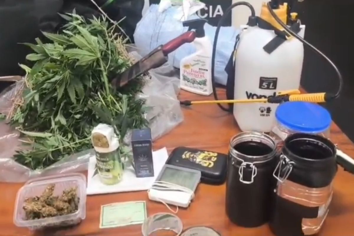 Maconha profissional: polícia prende homem que plantava droga em CDHU