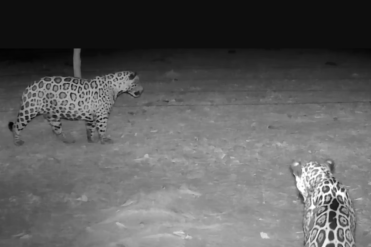 Registro raro: onças-pintadas são flagradas em grupo no Pantanal. Veja vídeo