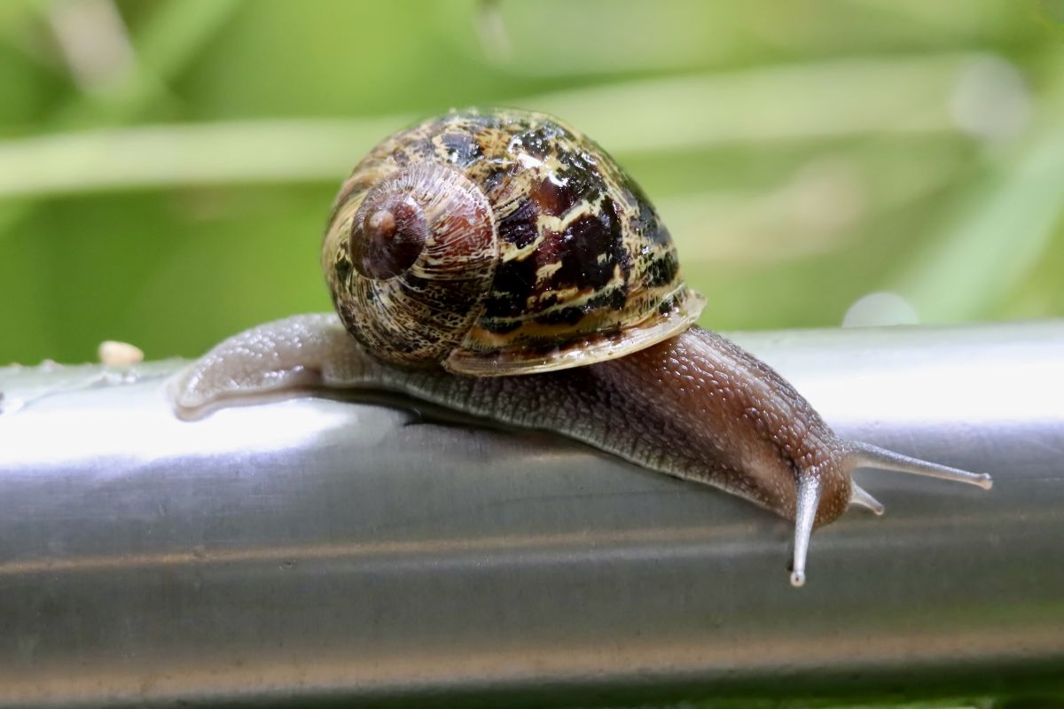 Caramujos podem intoxicar cães: veja riscos e como proteger seu pet