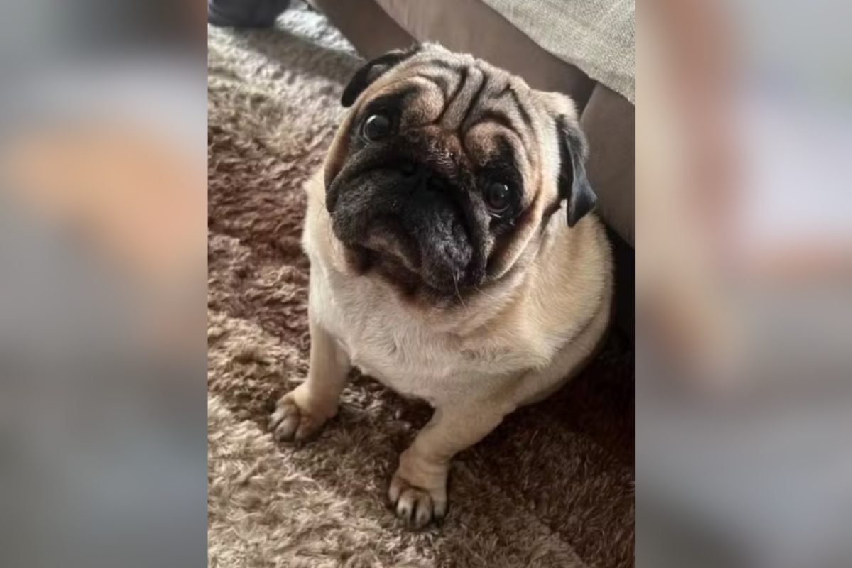 Cão pug morre por hipertermia horas após ser deixado em hotel de SP