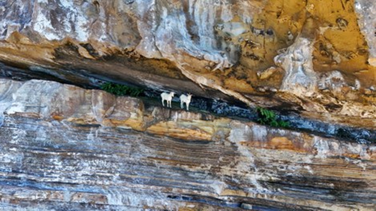 Bahia: cabras viveram mais de 200 anos em isolamento e sem água doce
