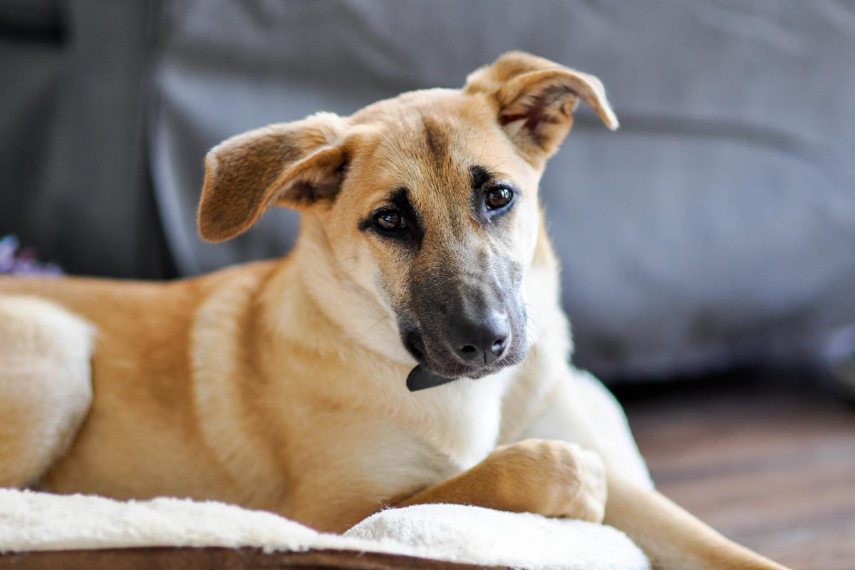 Lei que torna cachorro caramelo símbolo de SP fortalece a causa animal