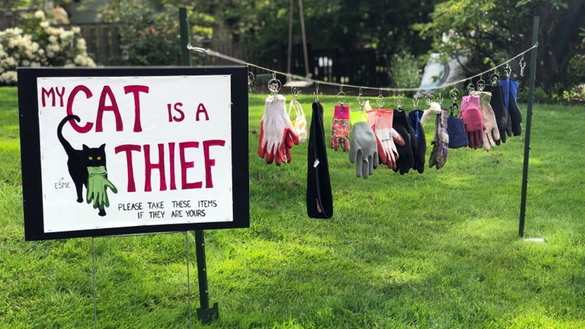 Tutora expõe gata e faz "brechó" com objetos furtados dos vizinhos