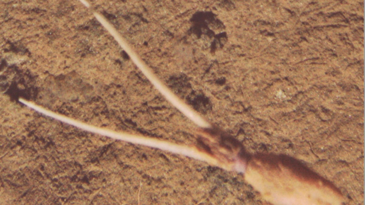 Cientistas flagram calamar camuflado a 4.100 metros de profundidade