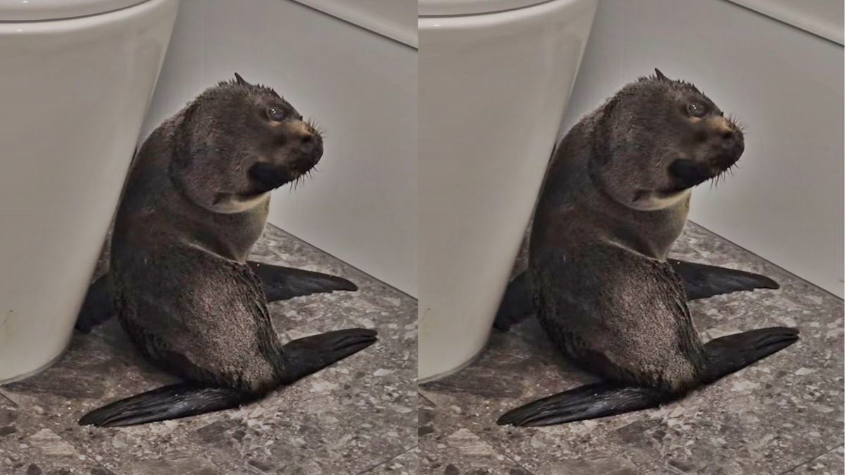 Bebê foca foge pela 4° vez e invade bar na Nova Zelândia; assista