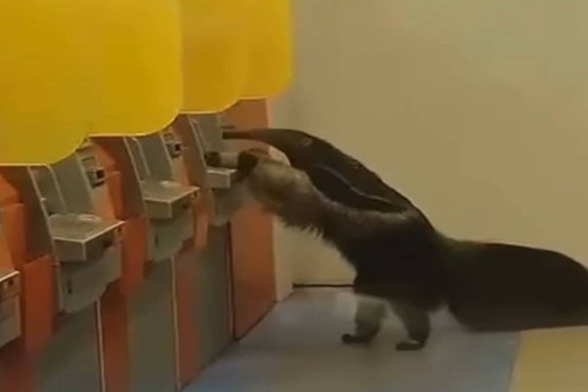 Tamanduá é flagrado “tentando sacar dinheiro” em caixa eletrônico