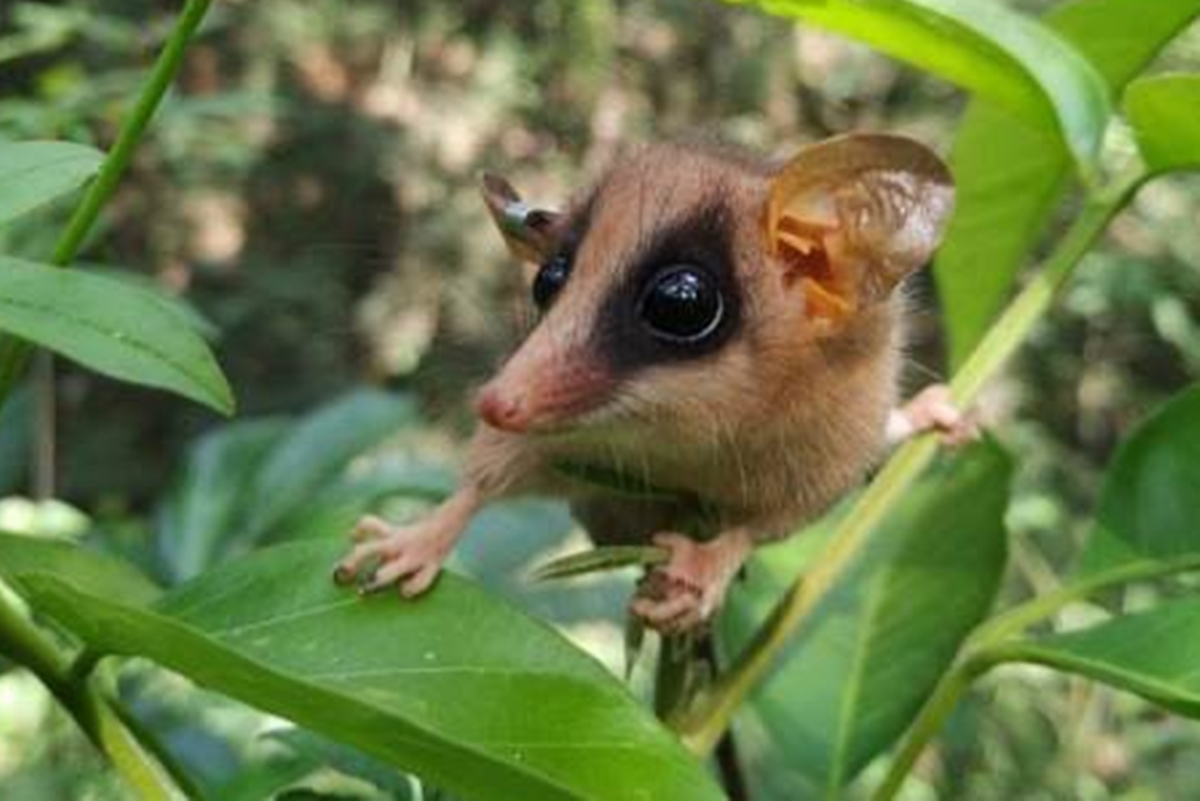 Projeto de monitoramento em Brumadinho acha 7 novas espécies na região