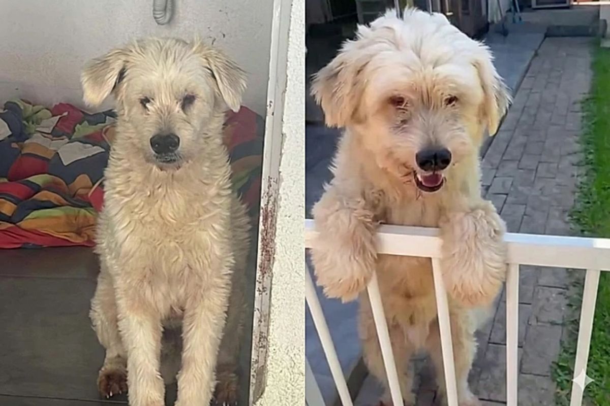 Cachorro aguarda há três anos por adoção e motivo surpreende a web