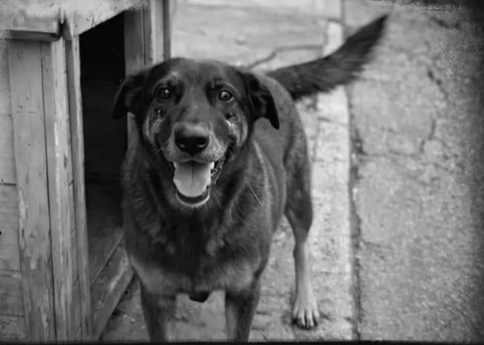 ONG organiza manifestação em Rio Branco para cobrar justiça por cão vítima de maus-tratos