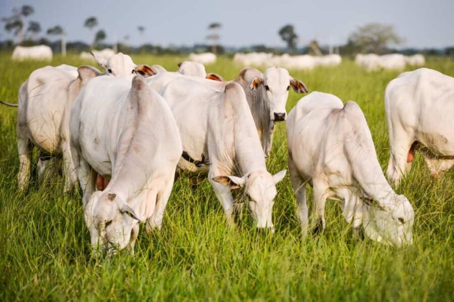 Pecuária do Acre contabiliza mais de 5 milhões de bovinos, mostra levantamento