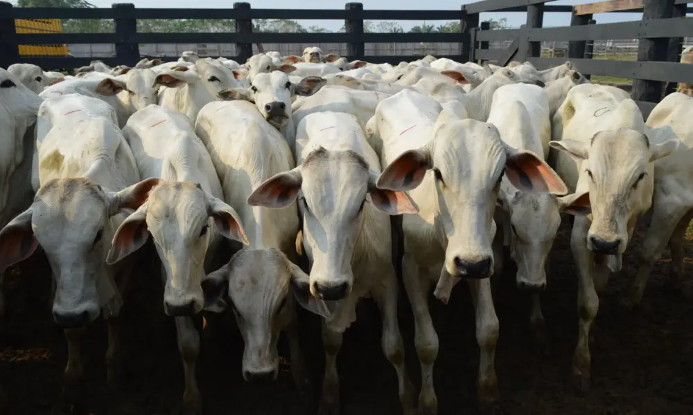 Da farinha ao pasto: mandioca pode virar aliada estratégica da pecuária acreana