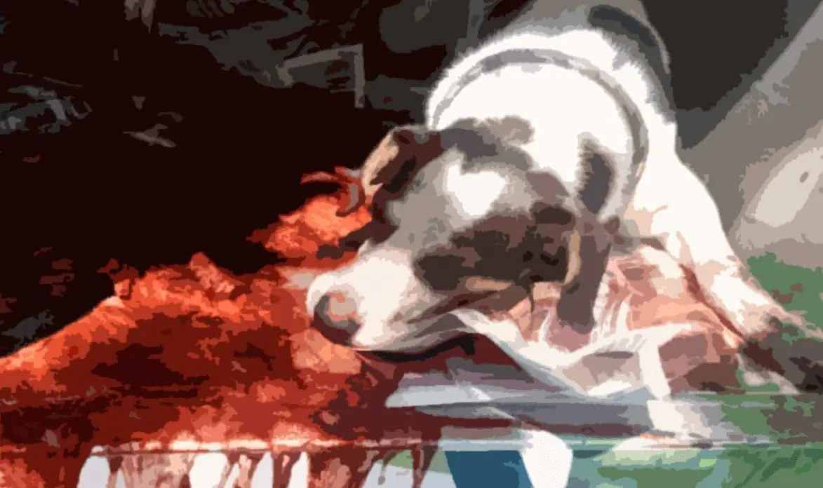 No Acre, adolescente de 14 anos mata cachorro decapitado e é detido pela PM