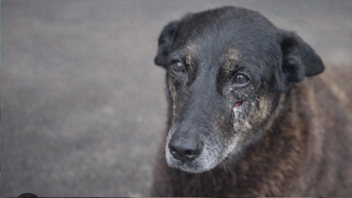 Cão Orelha: blocos de Carnaval fazem homenagem e pedem justiça pelo pet