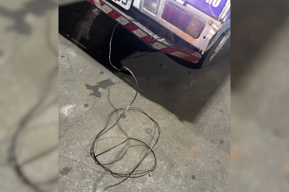 Cachorra arrastada por 7 km em traseira de caminhonete estava grávida