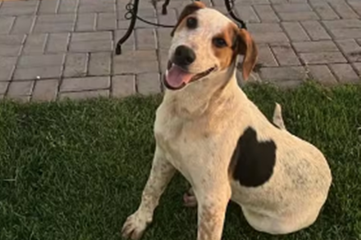 Web se revolta com novo caso de agressão contra cão comunitário