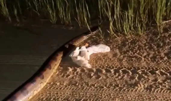 Sucuri de grande porte é flagrada cruzando via em Cruzeiro do Sul