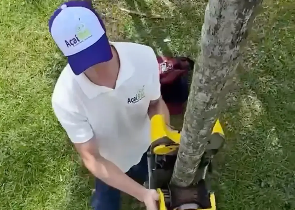 Governo do Amapá firma convênio para uso de robôs na colheita de açaí