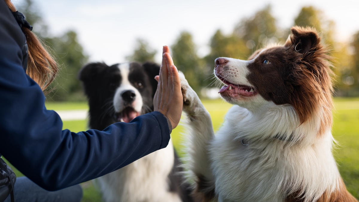 A refeição do seu cachorro pode ser pior para o planeta do que a sua