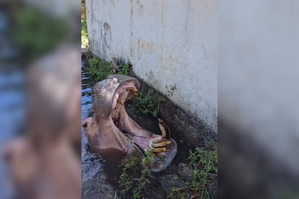 Hipopótamo de 49 anos fica doente e parque é fechado no interior de SP