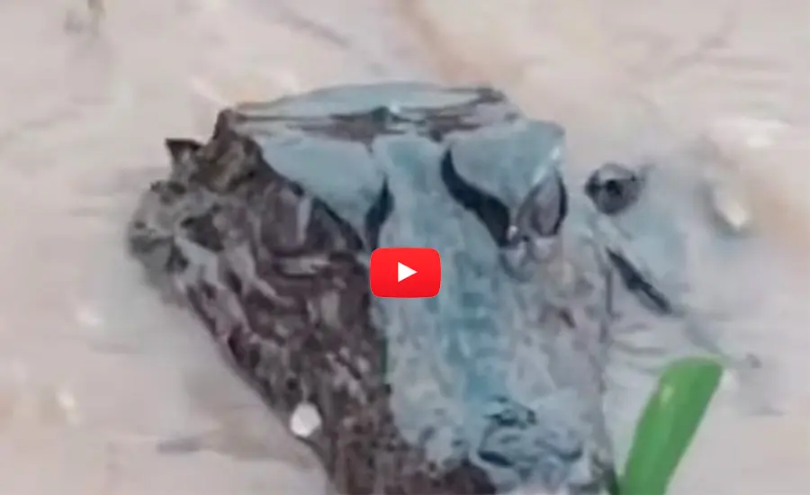 Filhote de jacaré é visto no centro de Brasileia em meio a alagamentos