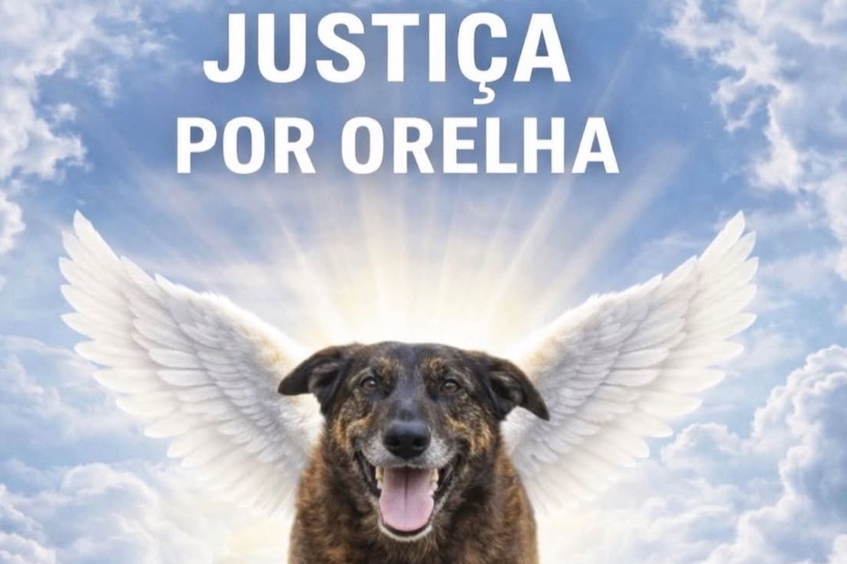 Por que morte de Orelha comoveu tanto as pessoas, segundo psicóloga