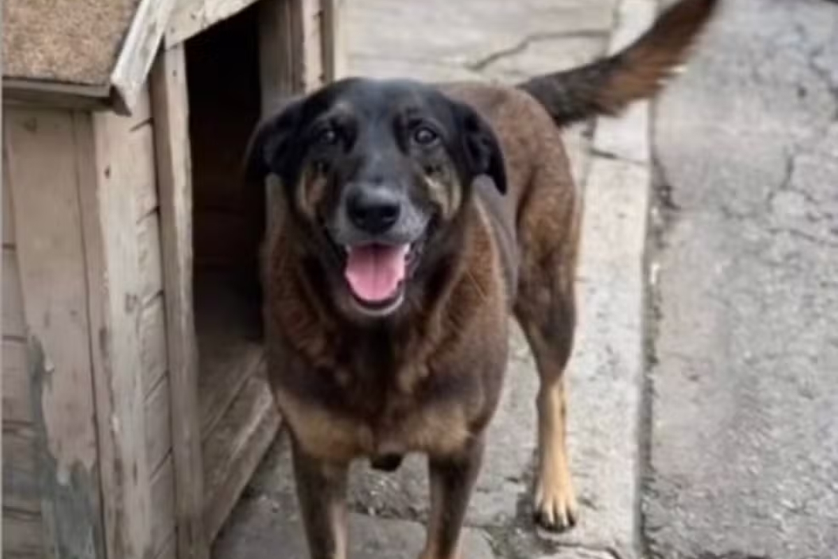 Cão Orelha: delegado-geral de SC defende a redução da maioridade penal. Vídeo
