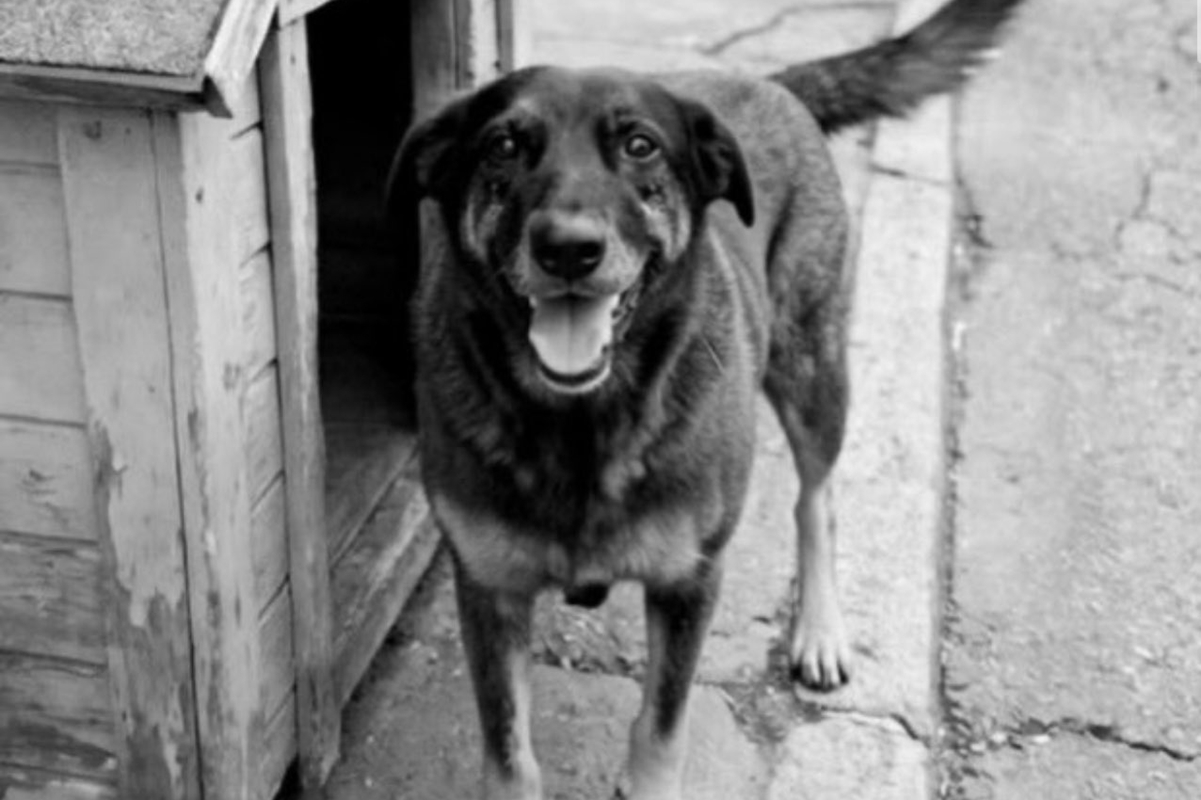 Cão Orelha: web se mobiliza e pede expulsão de adolescentes da Disney